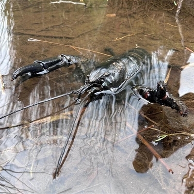 Astacopsis gouldi (Tasmanian Giant Freshwater Crayfish) by MichaelBedingfield