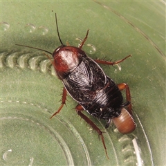 Paratemnopteryx couloniana (A native cockroach) at Conder, ACT - 27 Jan 2024 by MichaelBedingfield