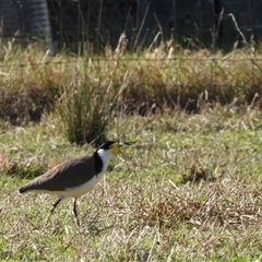 Vanellus miles (Masked Lapwing) at Oakdale, NSW - 17 Sep 2024 by bufferzone