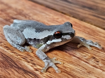 Litoria quiritatus (Screaming Tree Frog) at Braidwood, NSW - 17 Sep 2024 by MatthewFrawley