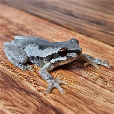 Litoria quiritatus (Screaming Tree Frog) at Braidwood, NSW - 17 Sep 2024 by MatthewFrawley