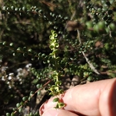 Persoonia asperula (Geebung) at Oallen, NSW - 9 Sep 2024 by RobG1