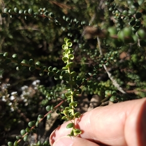 Persoonia asperula at Oallen, NSW - 9 Sep 2024