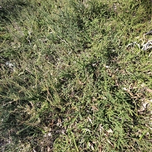 Persoonia asperula at Oallen, NSW - suppressed