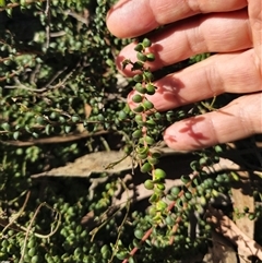 Persoonia asperula at Oallen, NSW - suppressed