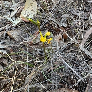 Diuris pardina at Watson, ACT - suppressed