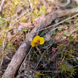 Bossiaea prostrata at Captains Flat, NSW - 17 Sep 2024 11:43 AM