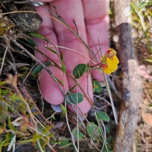 Bossiaea prostrata at Captains Flat, NSW - 17 Sep 2024 11:43 AM