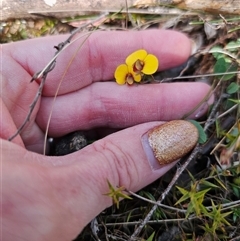 Bossiaea prostrata at Captains Flat, NSW - 17 Sep 2024 11:43 AM