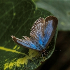 Leptotes plinius at Burnett Heads, QLD - 4 Jul 2024 by Petesteamer