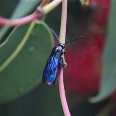 Austroscolia soror at Mount Kembla, NSW - 1 Jan 2024 by BackyardHabitatProject