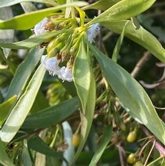 Myoporum montanum (Western Boobialla, Water Bush) at Tibooburra, NSW - 29 Jun 2024 by Tapirlord