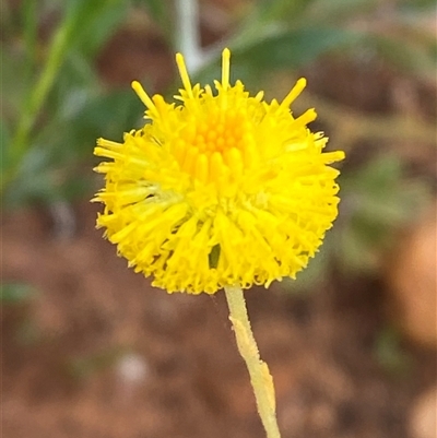 Calotis erinacea (Tangled Burr Daisy) at Tibooburra, NSW - 29 Jun 2024 by Tapirlord