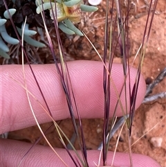 Aristida sp. (A Wiregrass) at Tibooburra, NSW - 29 Jun 2024 by Tapirlord