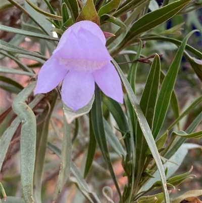 Eremophila freelingii (Limestone Fuchsia, Rock Fuchsia Bush) at Tibooburra, NSW - 29 Jun 2024 by Tapirlord