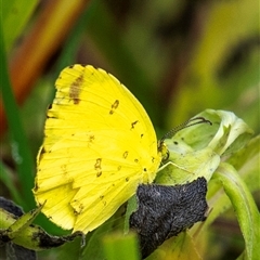 Eurema smilax (Small Grass-yellow) at Bargara, QLD - 28 Jun 2024 by Petesteamer