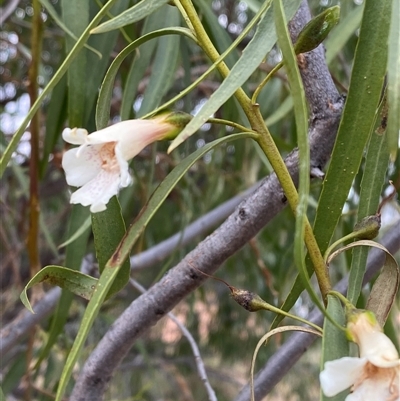 Eremophila bignoniiflora at Tibooburra, NSW - 29 Jun 2024 by Tapirlord