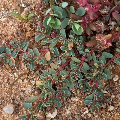 Euphorbia porcata at Tibooburra, NSW - 29 Jun 2024 by Tapirlord