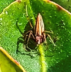 Oxyopes (genus) (Lynx spider) at Burnett Heads, QLD - 4 Jul 2024 by Petesteamer
