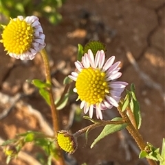 Calotis plumulifera (Woolly-headed Burr-daisy) at Tibooburra, NSW - 29 Jun 2024 by Tapirlord