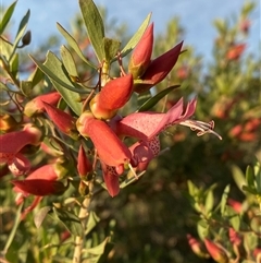 Eremophila maculata (Spotted Emu Bush, Spotted Fuchsia) at Tibooburra, NSW - 29 Jun 2024 by Tapirlord