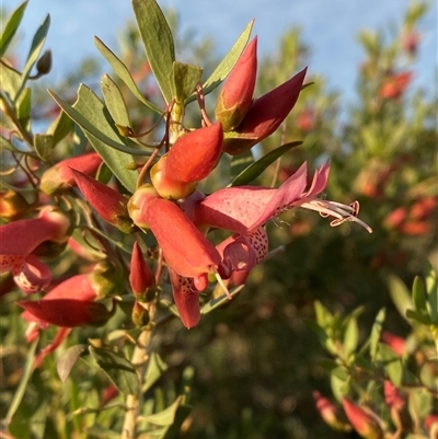 Eremophila maculata (Spotted Emu Bush, Spotted Fuchsia) at Tibooburra, NSW - 29 Jun 2024 by Tapirlord