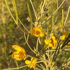 Senna artemisioides subsp. zygophylla (Narrow-Leaf Desert Cassia) at Tibooburra, NSW - 29 Jun 2024 by Tapirlord