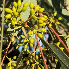 Eucalyptus camaldulensis subsp. arida (Inland River Red Gum) at Tibooburra, NSW - 29 Jun 2024 by Tapirlord