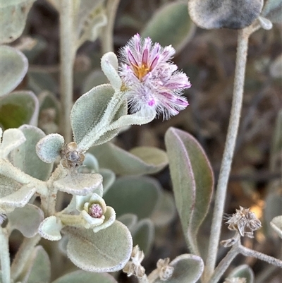 Ptilotus obovatus (Cotton Bush) at Tibooburra, NSW - 29 Jun 2024 by Tapirlord