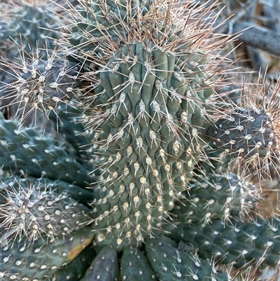 Cylindropuntia fulgida var. mamillata (Boxing Glove Cactus) at Tibooburra, NSW - 28 Jun 2024 by Tapirlord