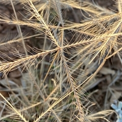 Chloris pectinata (Comb Windmill Grass) at Tibooburra, NSW - 29 Jun 2024 by Tapirlord