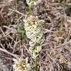 Stackhousia monogyna at Whitlam, ACT - 14 Sep 2024 02:34 PM