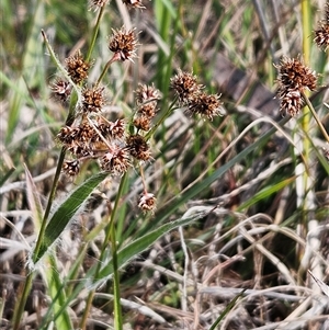 Luzula densiflora at Whitlam, ACT - 14 Sep 2024 02:36 PM