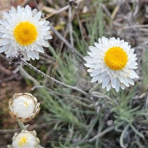 Leucochrysum albicans subsp. tricolor at Whitlam, ACT - 14 Sep 2024