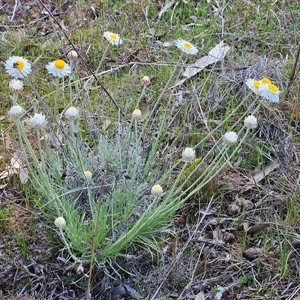 Leucochrysum albicans subsp. tricolor at Whitlam, ACT - 14 Sep 2024