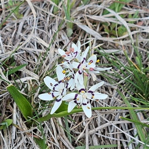 Wurmbea dioica subsp. dioica at Whitlam, ACT - 14 Sep 2024 02:47 PM