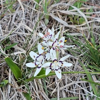 Wurmbea dioica subsp. dioica (Early Nancy) at Whitlam, ACT - 14 Sep 2024 by sangio7