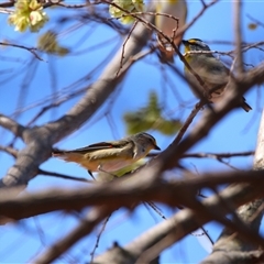 Pardalotus striatus (Striated Pardalote) at Richardson, ACT - 17 Sep 2024 by MB