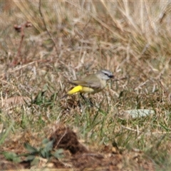 Acanthiza chrysorrhoa (Yellow-rumped Thornbill) at Richardson, ACT - 17 Sep 2024 by MB