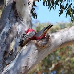 Eolophus roseicapilla (Galah) at Richardson, ACT - 17 Sep 2024 by MB