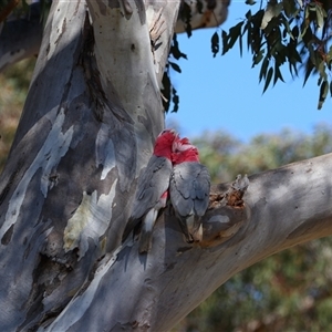 Eolophus roseicapilla at Richardson, ACT - 17 Sep 2024 11:04 AM