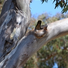 Eolophus roseicapilla at Richardson, ACT - 17 Sep 2024 11:04 AM