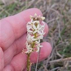 Stackhousia monogyna (Creamy Candles) at Whitlam, ACT - 14 Sep 2024 by sangio7