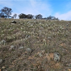 Stackhousia monogyna at Whitlam, ACT - 14 Sep 2024 02:48 PM