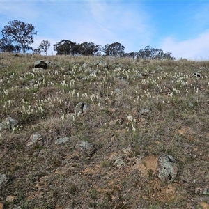 Stackhousia monogyna at Whitlam, ACT - 14 Sep 2024 02:48 PM