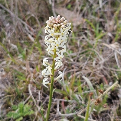 Stackhousia monogyna (Creamy Candles) at Whitlam, ACT - 14 Sep 2024 by sangio7