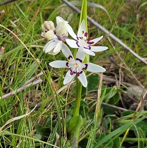 Wurmbea dioica subsp. dioica at Whitlam, ACT - 14 Sep 2024 02:55 PM