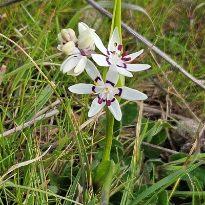 Wurmbea dioica subsp. dioica (Early Nancy) at Whitlam, ACT - 14 Sep 2024 by sangio7