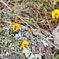 Bossiaea buxifolia (Matted Bossiaea) at Whitlam, ACT - 14 Sep 2024 by sangio7