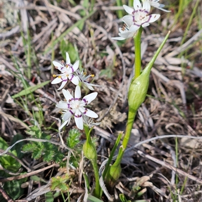 Wurmbea dioica subsp. dioica (Early Nancy) at Whitlam, ACT - 14 Sep 2024 by sangio7